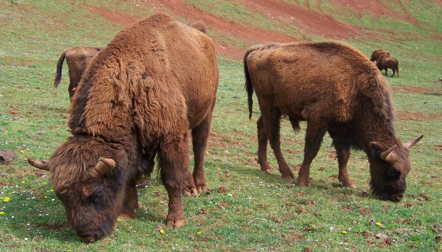 Nace en Huesca la primera cría de bisonte europeo